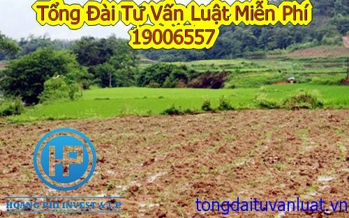 Trình tự, thủ tục giao đất, cho thuê đất đất trồng lúa, đất rừng phòng hộ