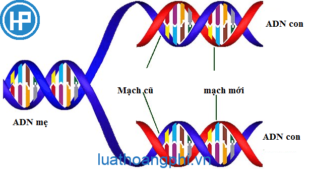 Bài 20 Thực hành Quan sát và lắp mô hình ADN bai 20 thuc hanh quan sat va  lap mo hinh adn ppt