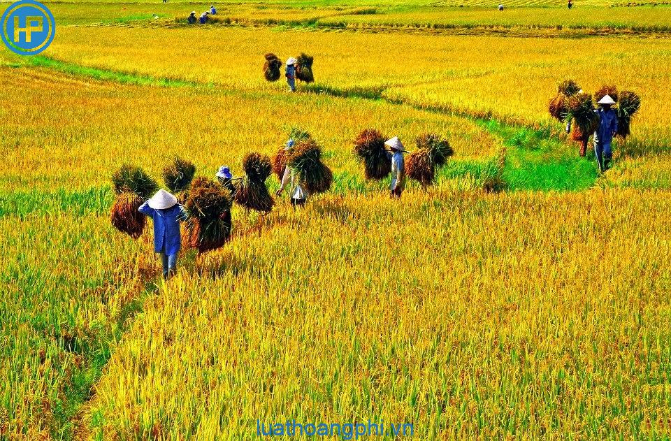 Vì sao lúa gạo được trồng nhiều ở đồng bằng bắc bộ?