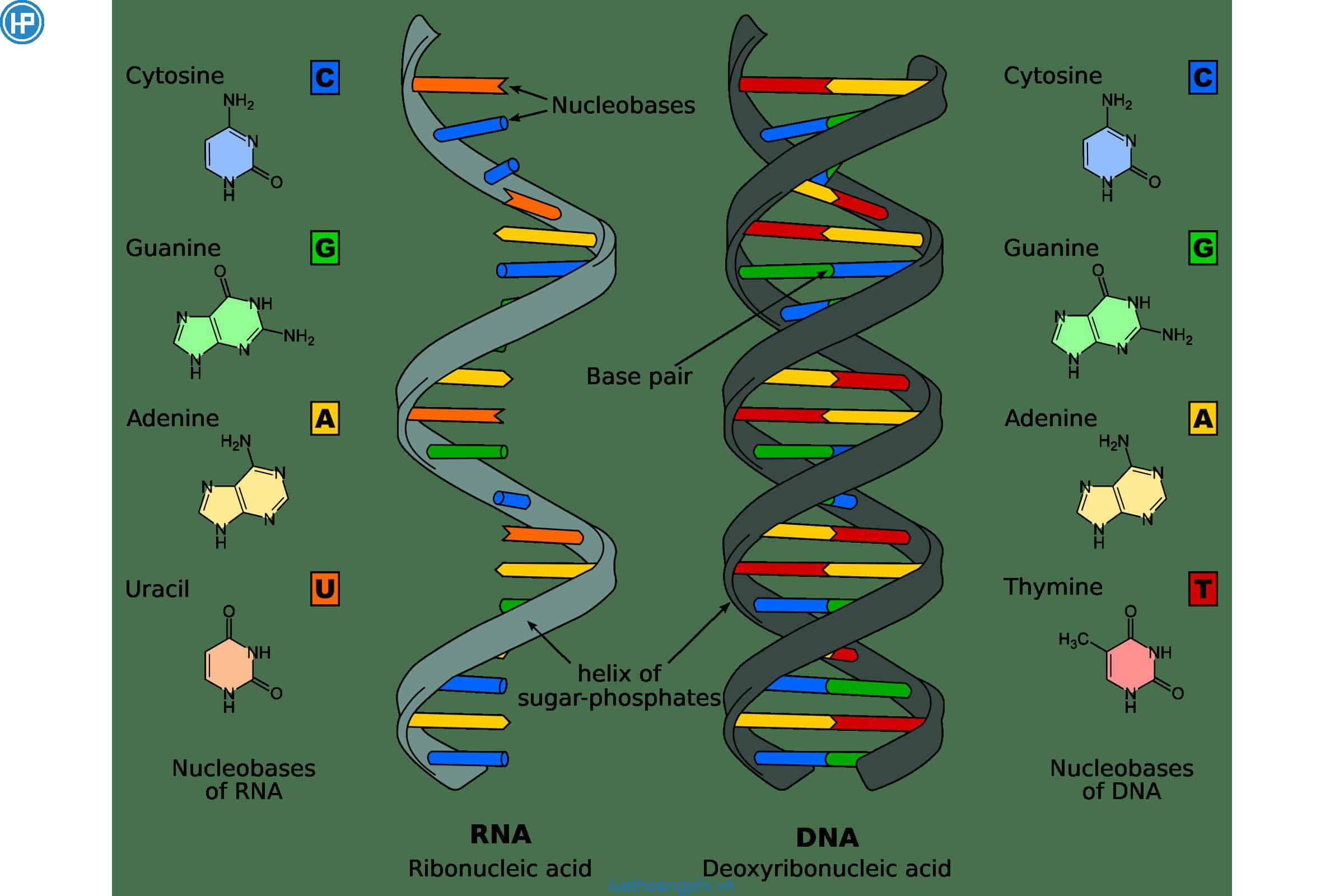 Днк рнк человека. Как выглядит молекула ДНК И РНК. ДНК И РНК. Модель молекулярной структуры ДНК. Строение ДНК И РНК схема.