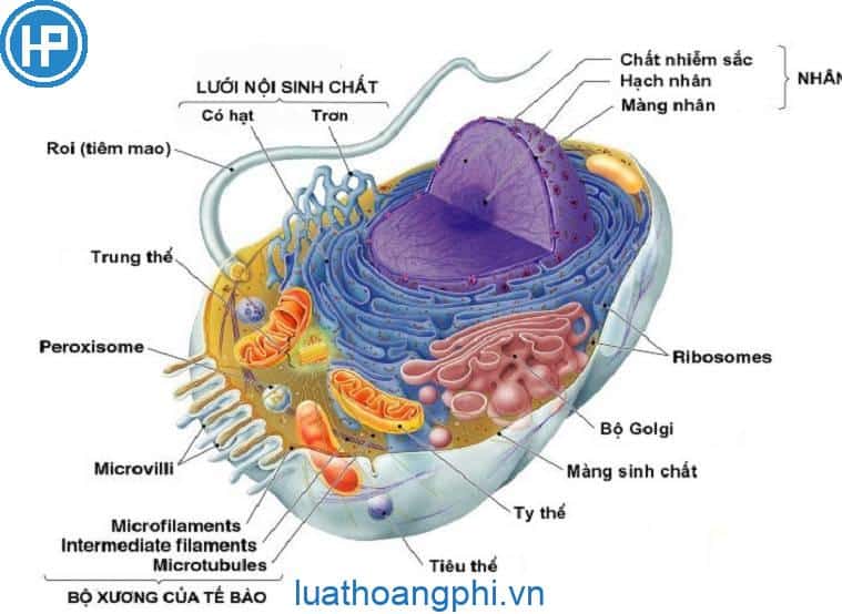 Tổng quan về tế bào nhân thực  Bài 8 sinh 10 VUIHOC